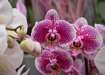 Poděkování za péči o manželku